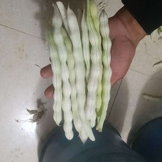  九粒白芸豆