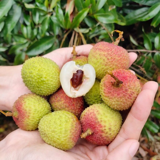 海口【顺丰京东】头茬桂花香荔枝海南荔枝现摘现发