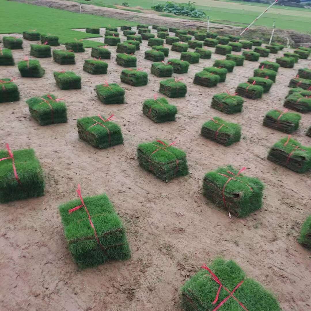 马尼拉草草皮 草卷 带泥土 四季青草皮耐旱