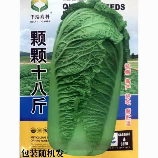 邵东市颗颗十八斤大白菜种子山东白菜籽四季播大白菜抗病蔬菜白菜子