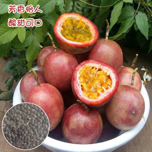 百香果种子正品水果种苗百香果种籽苗齐果多农场优选手种子