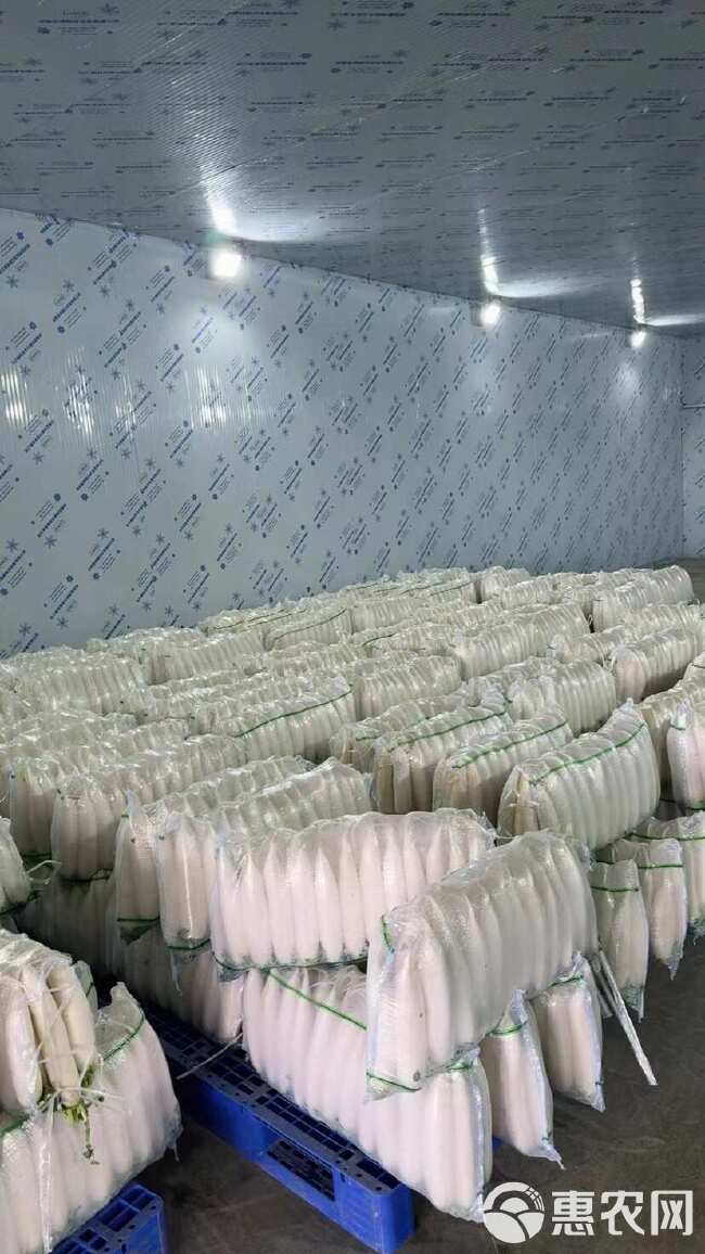 【推荐】湖北精品白萝卜对接全国市商超加工厂