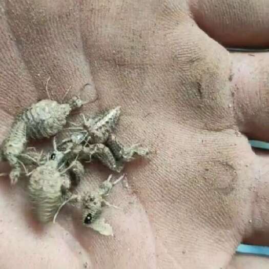 河口县越南金沙牛