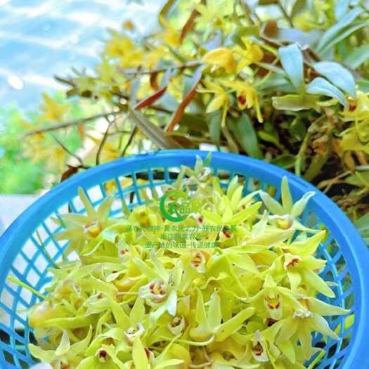 昆明铁皮石斛花鲜新鲜食用铁皮枫斗花顺丰包邮基地直发