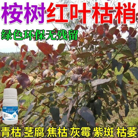 栾川县桉树红叶枯梢病害桉树黄叶病枯萎病青枯叶焦茎腐专用微生物菌剂