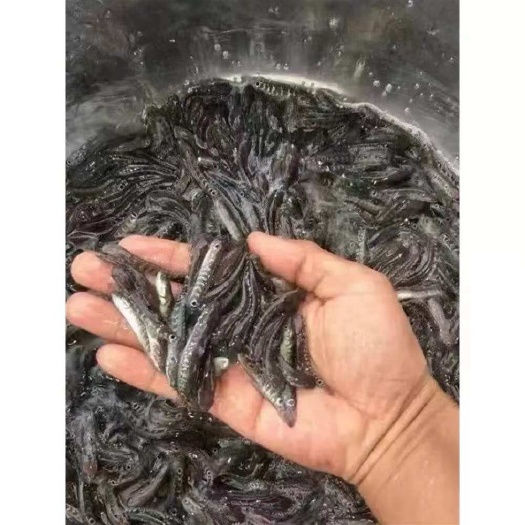 富顺县牛尾巴鱼苗乌苏里黄拟鲿四川重庆本地附近淡水养殖食用鱼苗