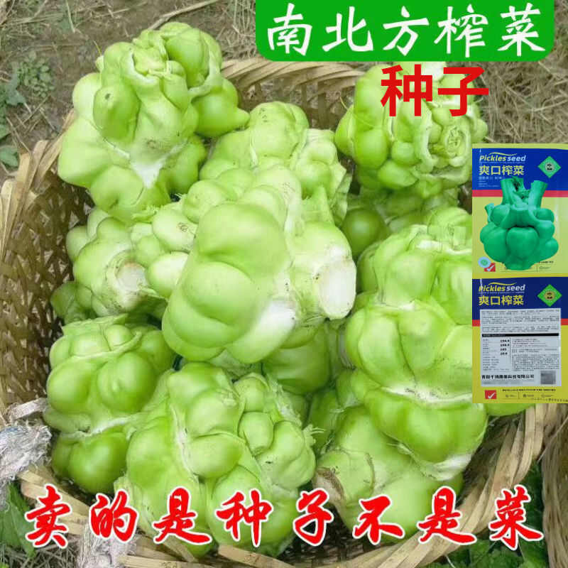 爽口榨菜种子南北种植抗病强秋播蔬菜种子根用腌酸菜芥菜种子