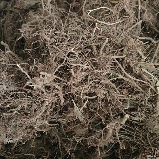 西安茜草
