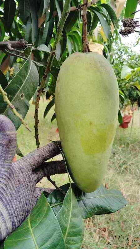 陵水县金煌芒