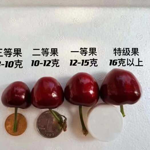 大连大连美早樱桃，国内樱桃天花板