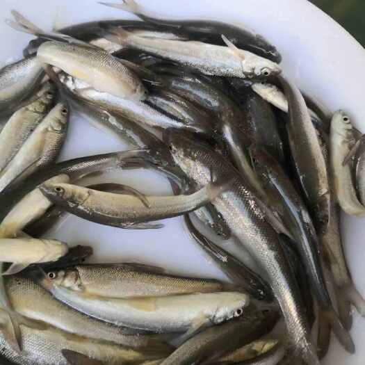 博罗县银鳕鱼鱼苗