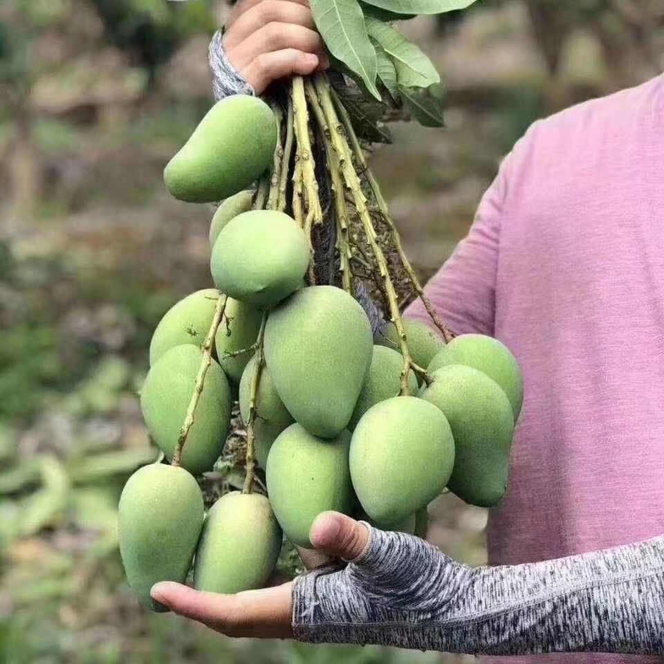 海南小台农芒果新鲜现摘应当季热带水果特产鸡蛋芒整箱批发包邮