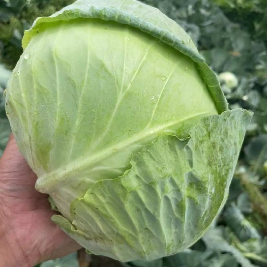 奥奇娜，紧包菜莲花白，2-5斤的个头，可以接挂车，