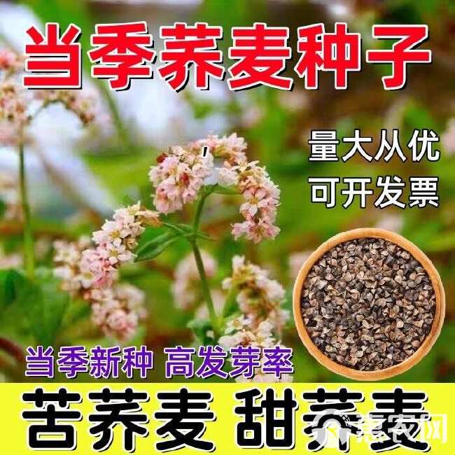 荞麦种子粗粮杂粮农家荞麦面粉糍粑用的荞麦种子