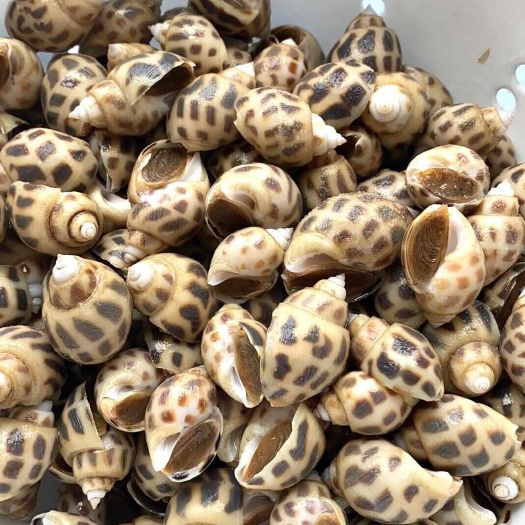 文昌市东风螺
