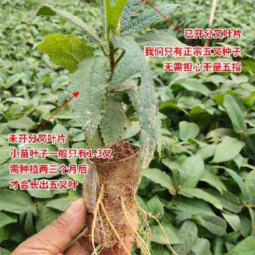 灵山县广西五指毛桃苗 产地认证 高质量选苗 自育苗供应