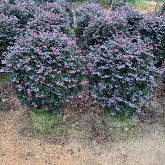 普宁市红继木球60至2米 质量优质