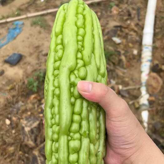 海丰县珍珠苦瓜，油苦瓜