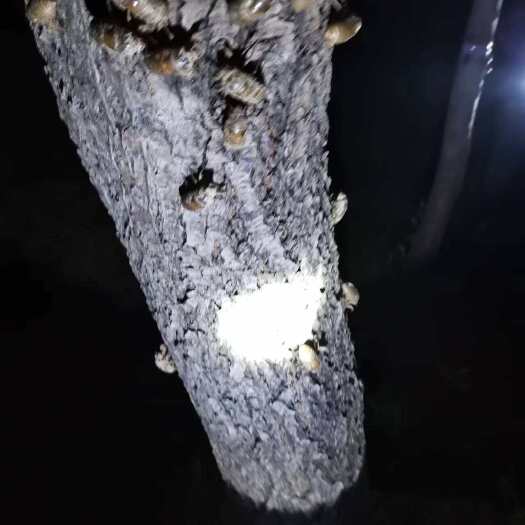 滨州自家榆树种植的知了猴，个体大，营养丰富，非诚勿扰