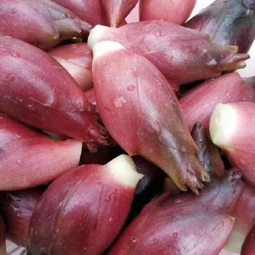 500亩现摘阳荷姜7月中旬预售