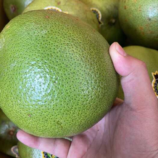 昆明泰国青柚一件代发、仓库可直播、批发价