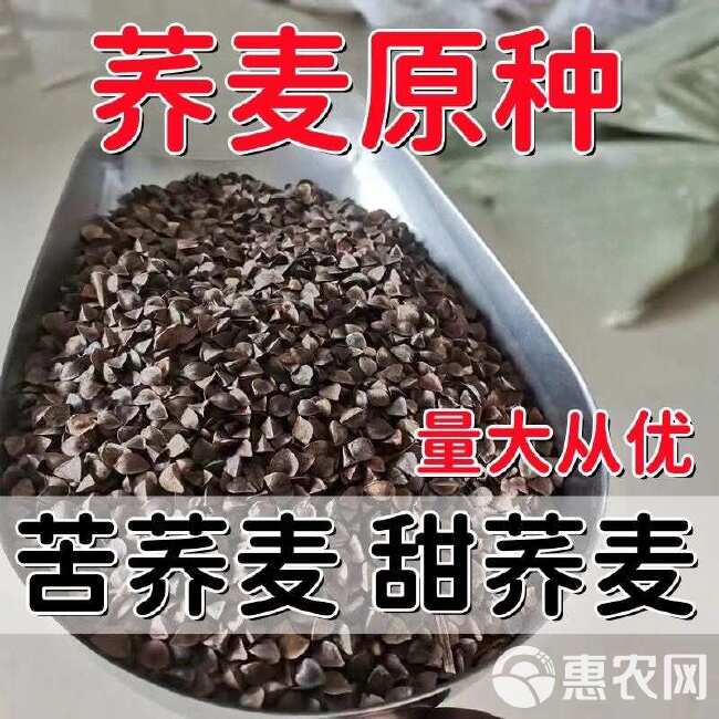 荞麦种子粗粮杂粮农家荞麦面粉糍粑用的荞麦种子