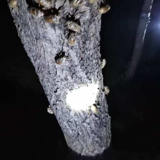 滨州榆树种植的知了猴