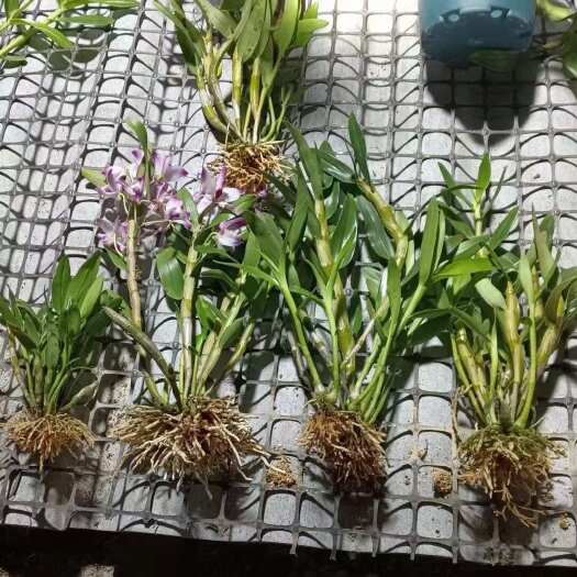 腾冲市金钗丛苗