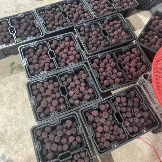云南高山杨梅 荸荠梅 黑炭梅 东魁杨梅味好果大