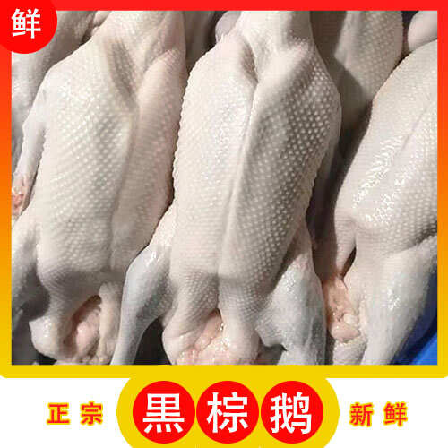 佛山黑棕鹅