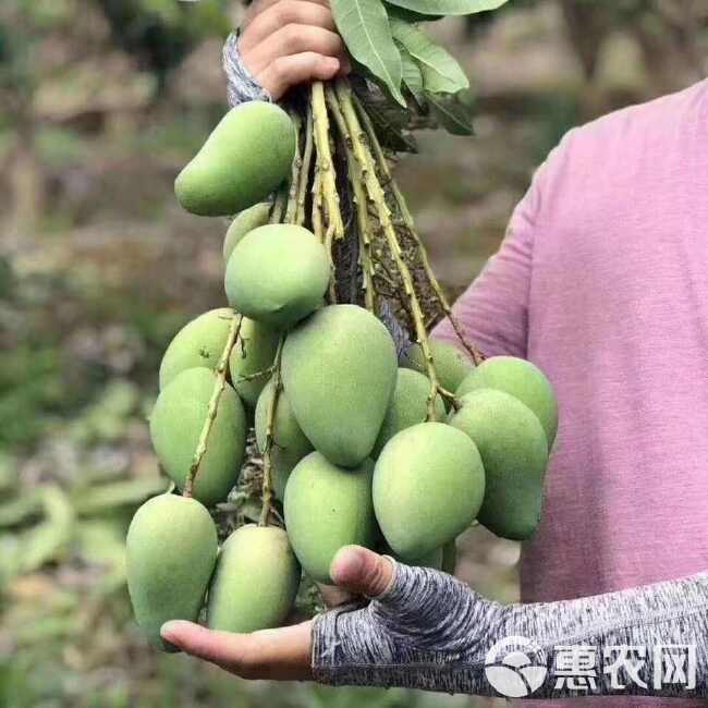 海南小台农芒果新鲜现摘应当季热带水果特产鸡蛋芒整箱批发包邮