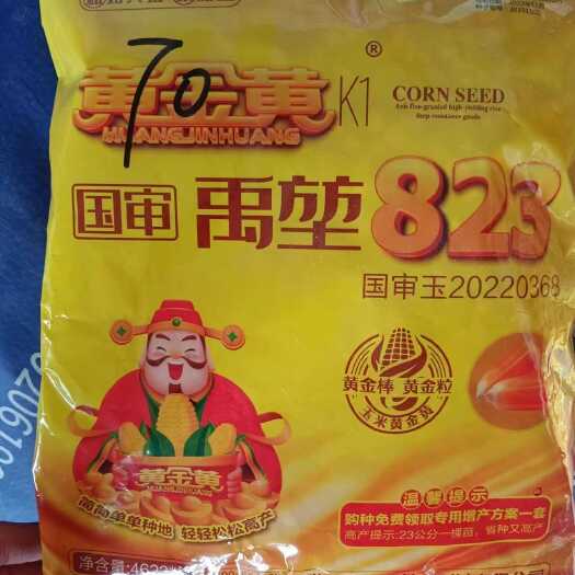 郑州黄金黄823玉米种子:矮杆耐密耐高温抗锈优质玉米种子