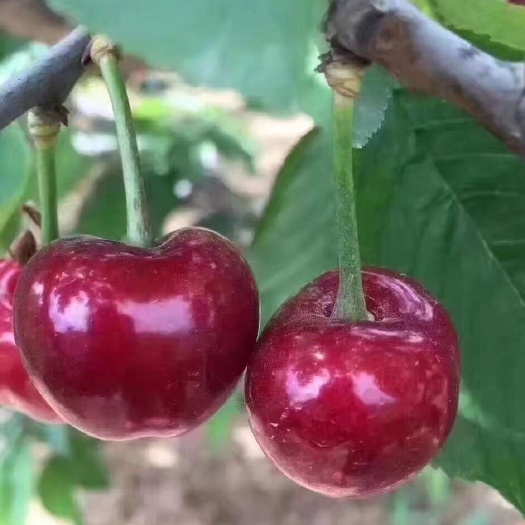 烟台烟台大樱桃
