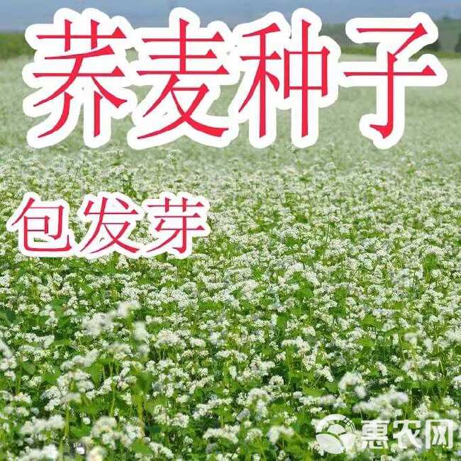 荞麦种子粗粮杂粮农家荞麦面粉糍粑用的荞麦种子