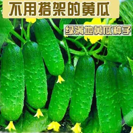 邵东市水果黄瓜种子压趴架四季盆栽春秋黄瓜种旱籽大棚阳台蔬菜种子