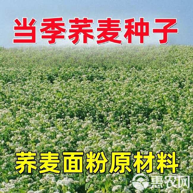 荞麦种子粗粮杂粮农家荞麦面粉糍粑用的荞麦种子