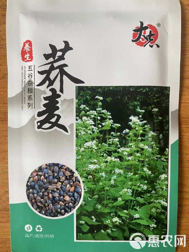 荞麦种子粗粮杂粮农家荞麦面粉糍粑用的荞麦种子