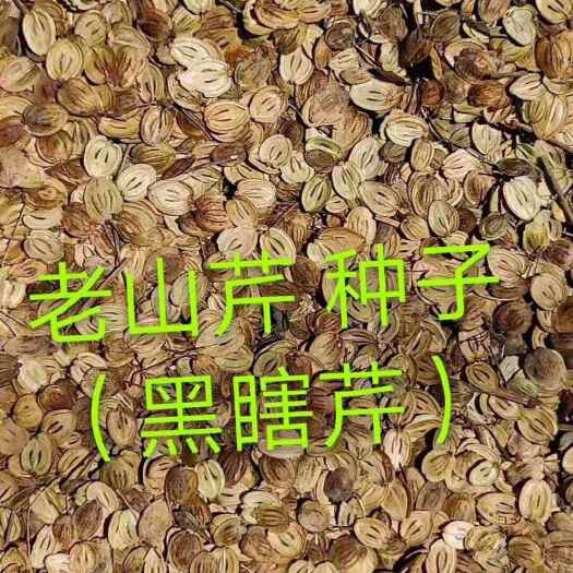 清原县老山芹种子