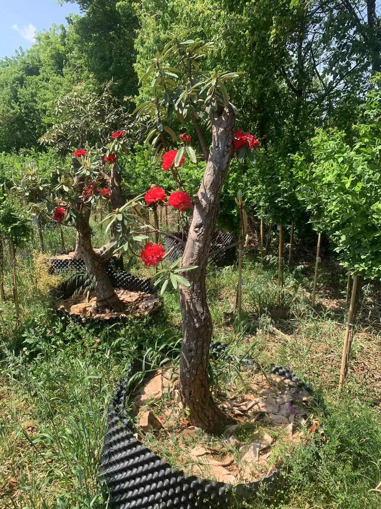 馬纓杜鵑，為杜鵑花科，杜鵑花屬的一種。常綠灌木。