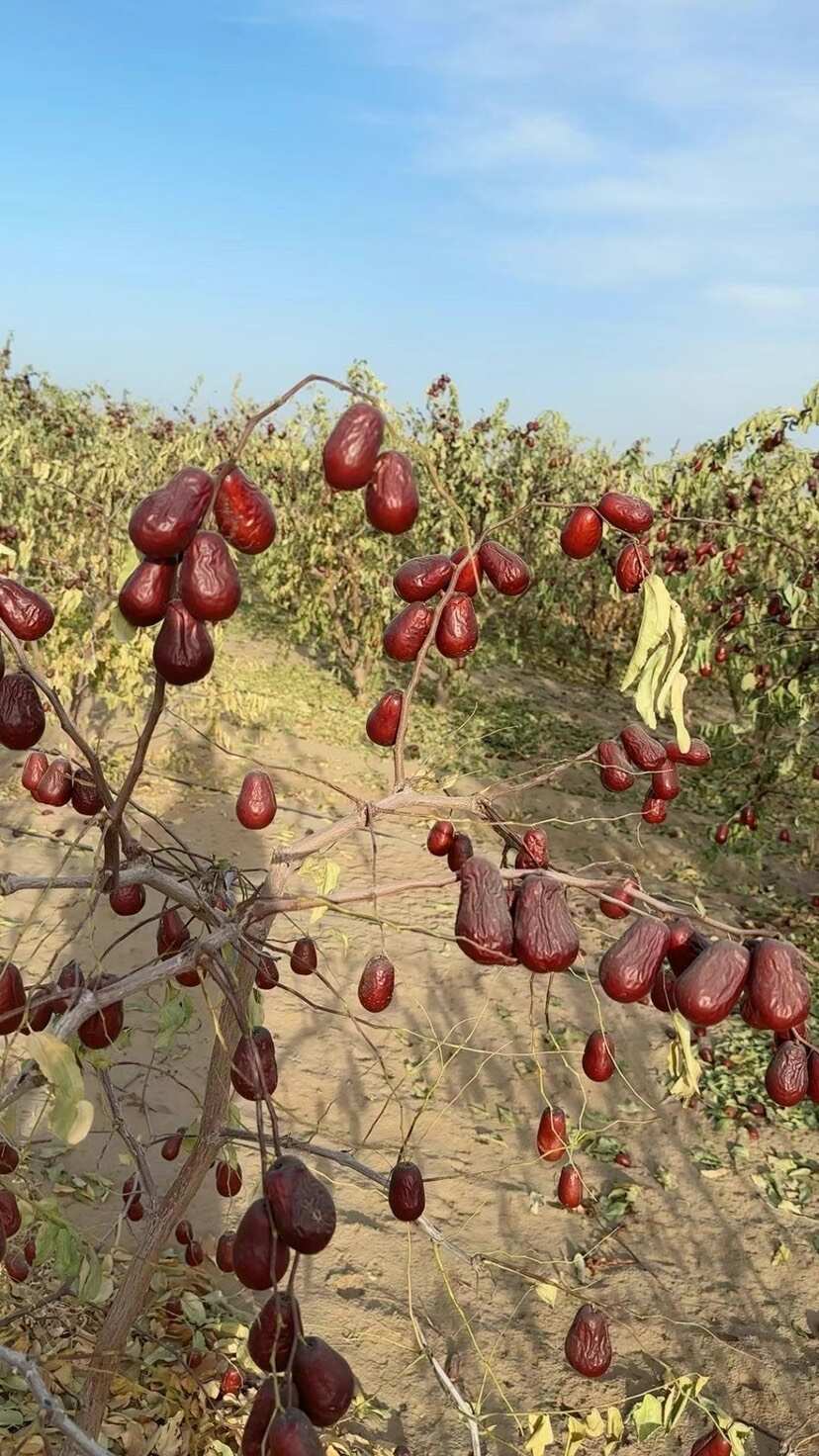 优等灰枣