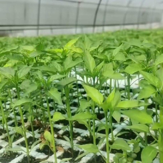 二荆条辣椒苗  线椒/二荆条/
小米辣辣椒苗，品种品质保证