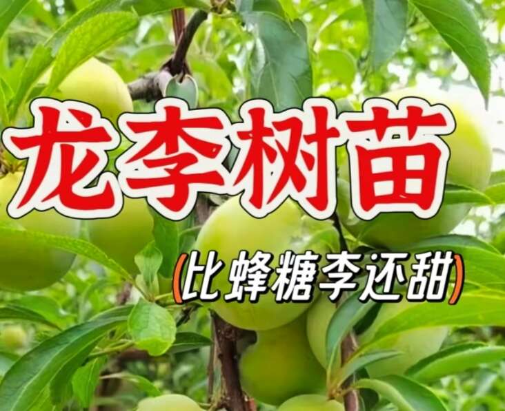 洪江市李子苗龙李苗又称优系蜂糖李丰产性强产量益好