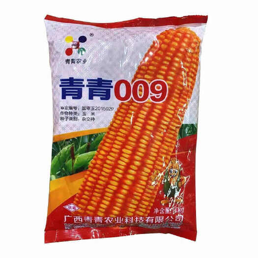 长沙青青009 广西青青农业玉米种子 杂交玉米种子 国审玉正品