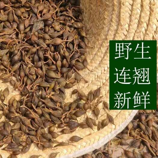 林州市连翘