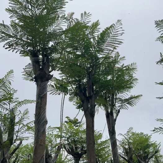 普宁市蓝花楹5-18公分现场现货供应。支持视频看货