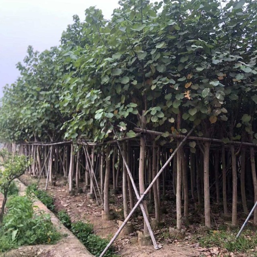 普宁市黄槿5-20公分大量现货。支持现场看货视频看货