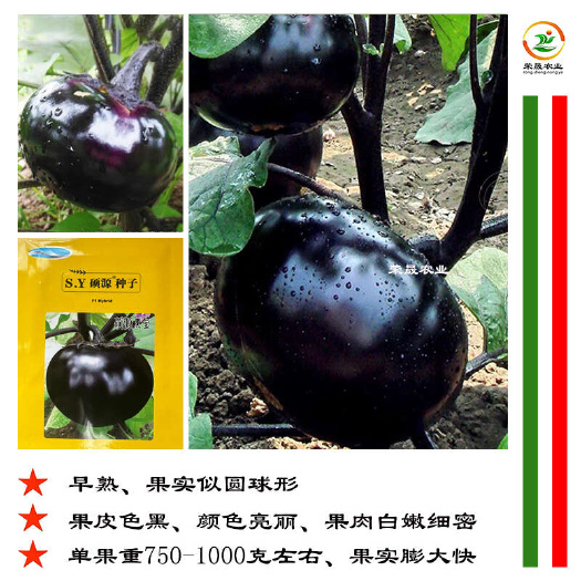 寿光市硕源黑宝圆茄种子 黑紫色早熟丰产特大抗病圆茄种子 紫黑圆茄种
