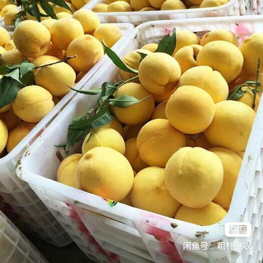 天津桃子6月份成熟寻找采购商品种多多