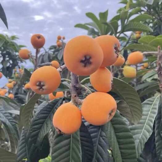 屏山县自家产的枇杷，有四五千斤左右，需要买主帮忙销售一下