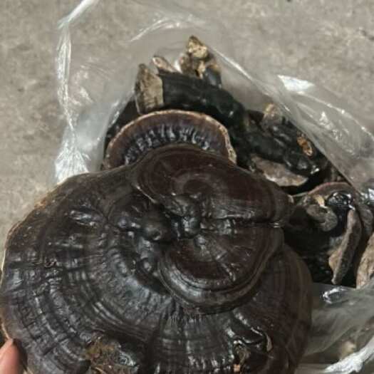 普安县灵芝